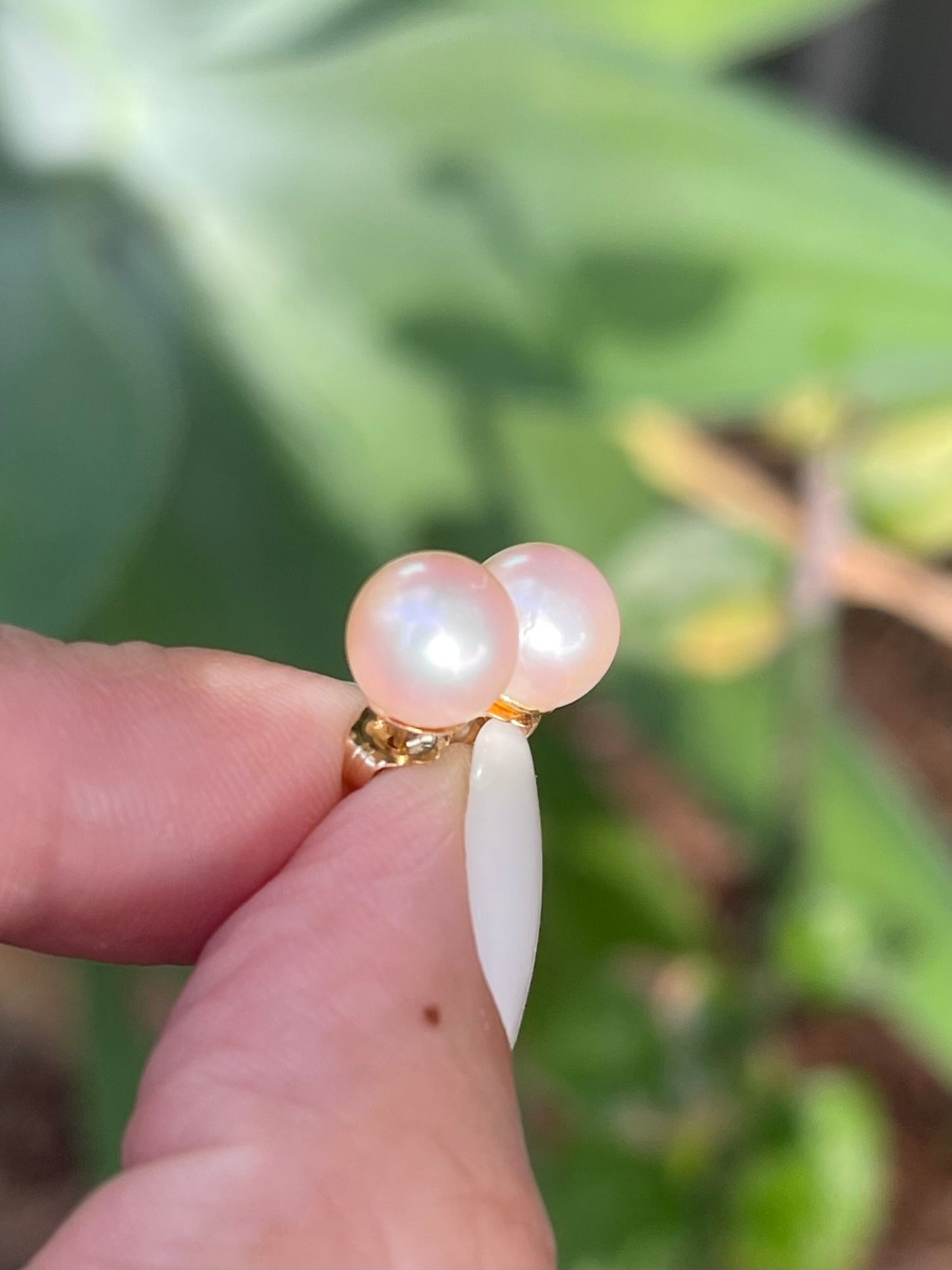 Genuine Light Pink Akoya Pearl Stud Earrings In 14ct Yellow Gold