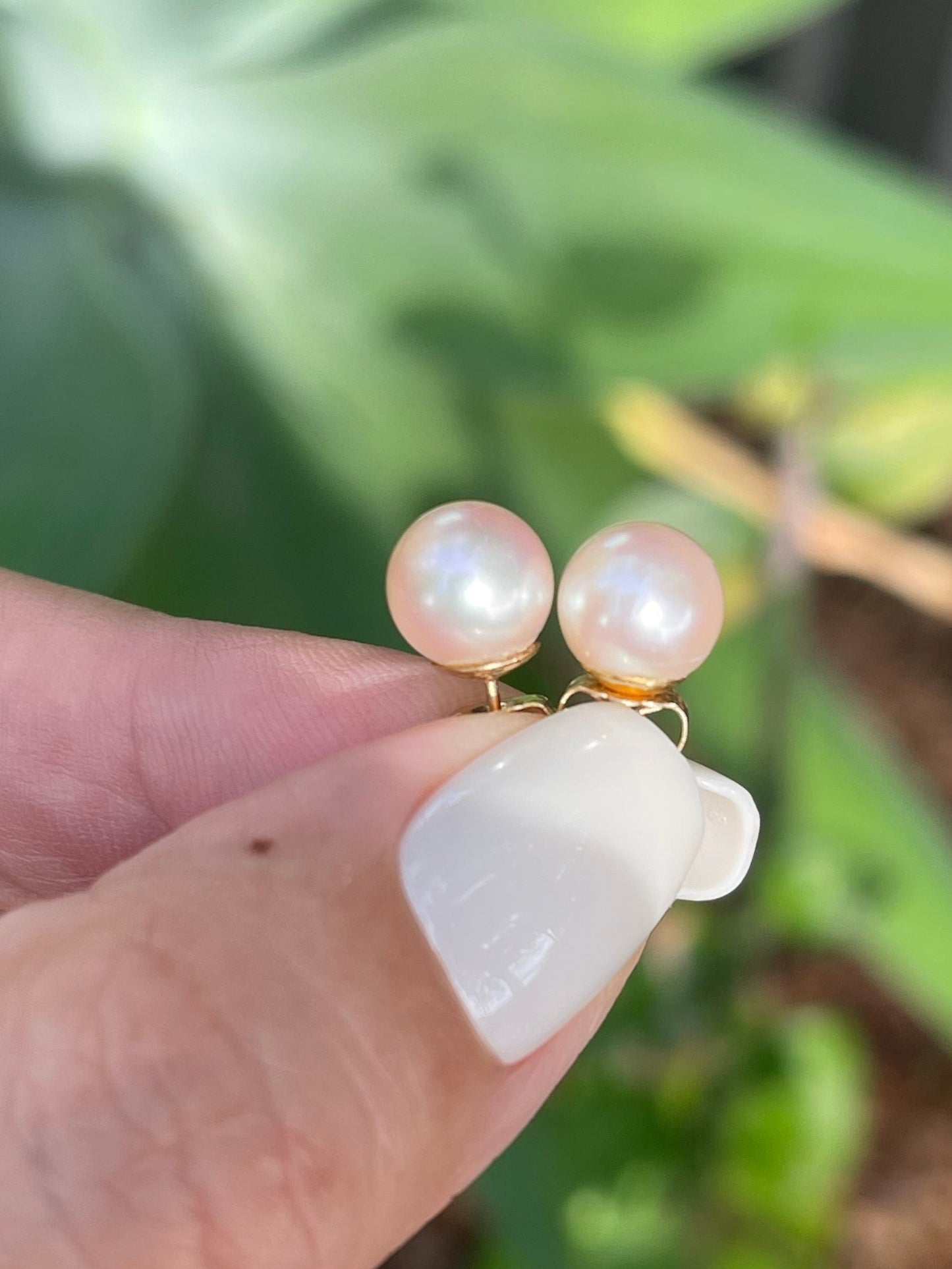 Genuine Light Pink Akoya Pearl Stud Earrings In 14ct Yellow Gold